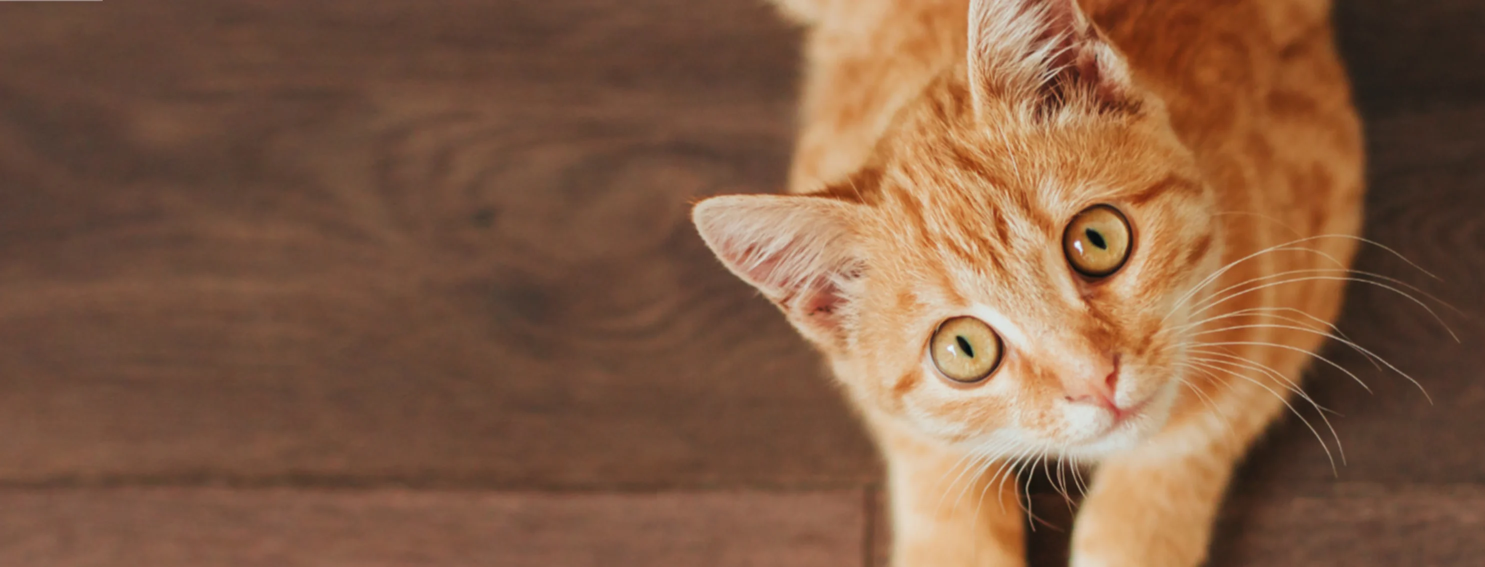 An Orange Cat Lying Down and Looking Up